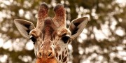 In 'billion to one' tragedy Lightning kills 2 giraffes at same Florida wildlife park 