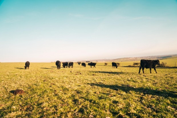 OSI Group and Nicole Johnson-Hoffman Lead Industry Drive for Beef Sustainability 